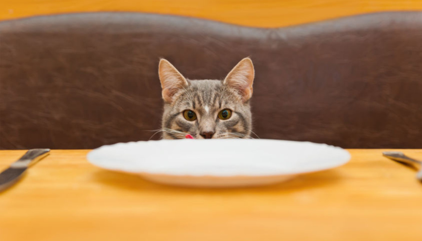 Où dénicher des croquettes pour chat de qualité ?